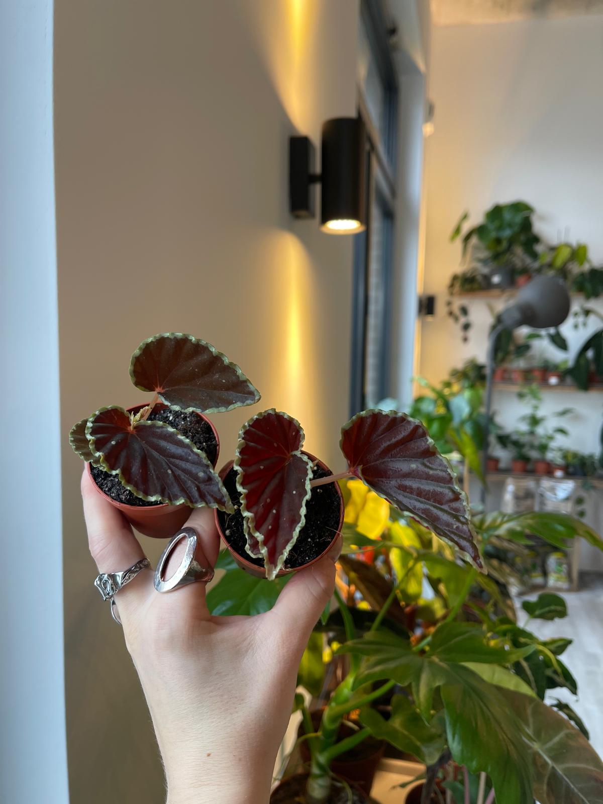 Begonia darthvaderiana 'Green Spots'