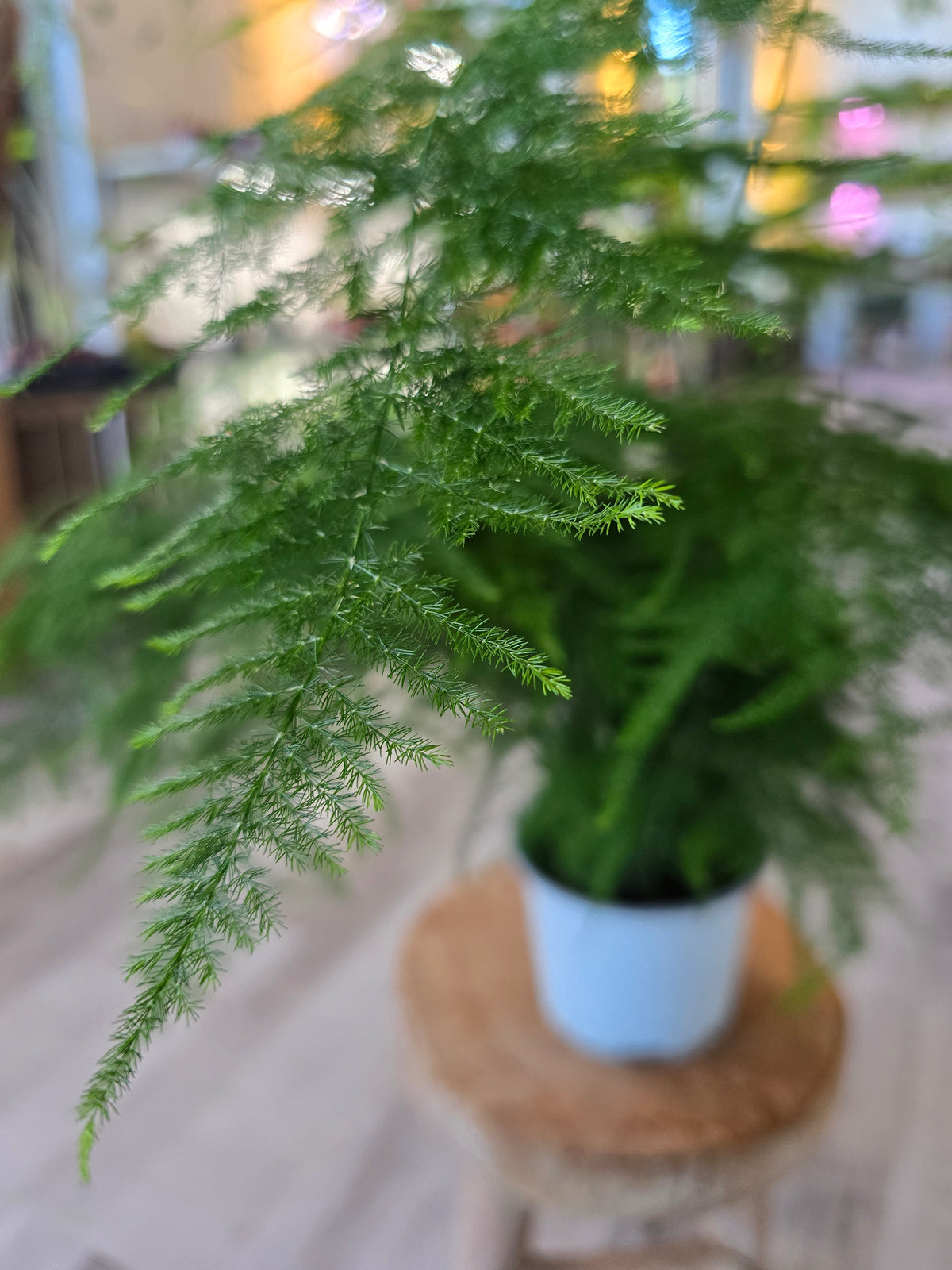 Asparagus setaceus