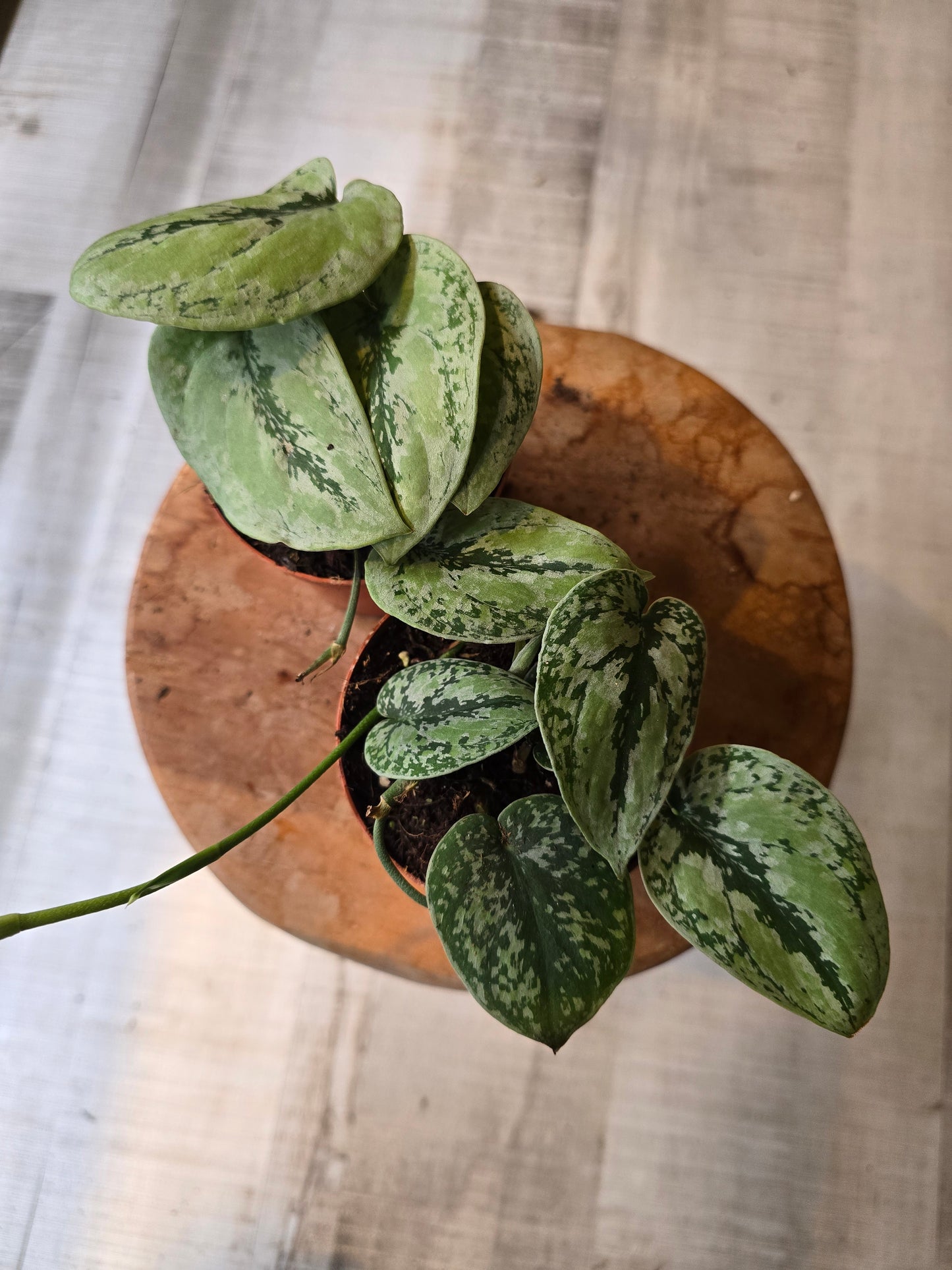 Scindapsus sp Kalimantan Tricolor