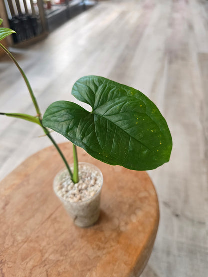 Syngonium sp. Costa Rica (JP1)