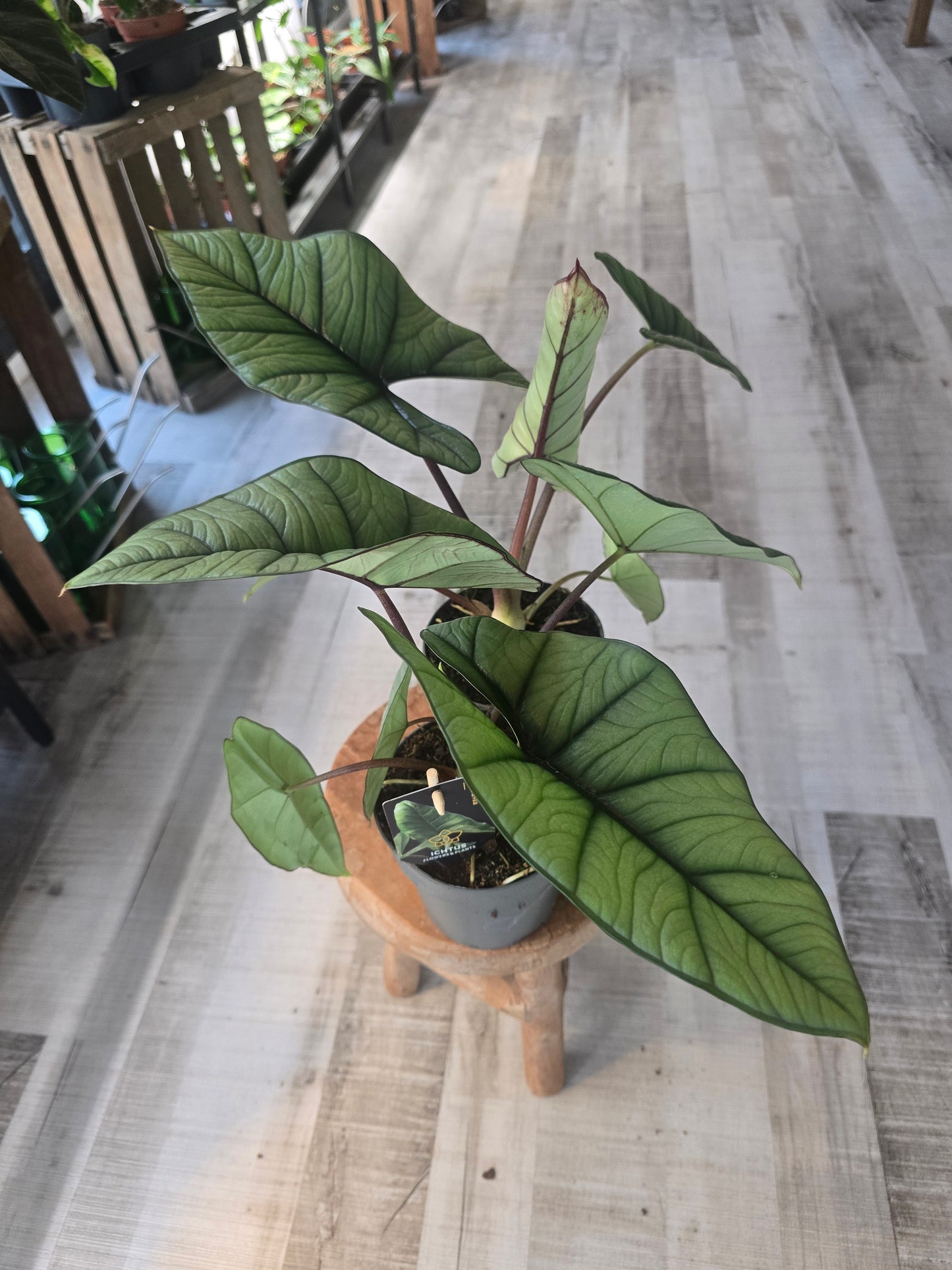 Alocasia Platinum