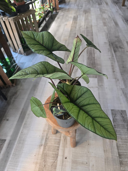 Alocasia Platinum