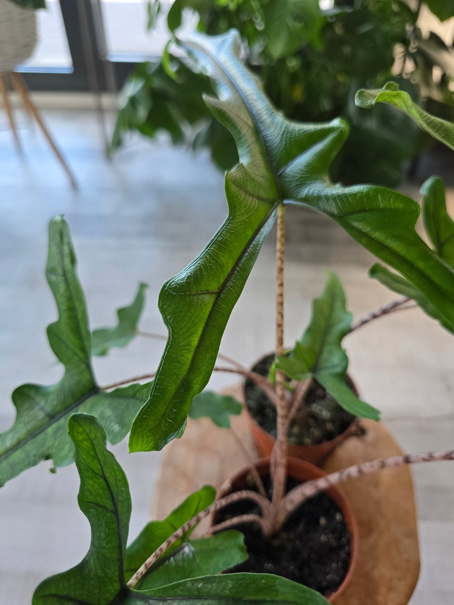 Alocasia Sabrina 'Narrow'