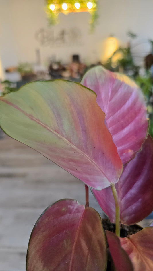 Calathea 'Silver Plate'