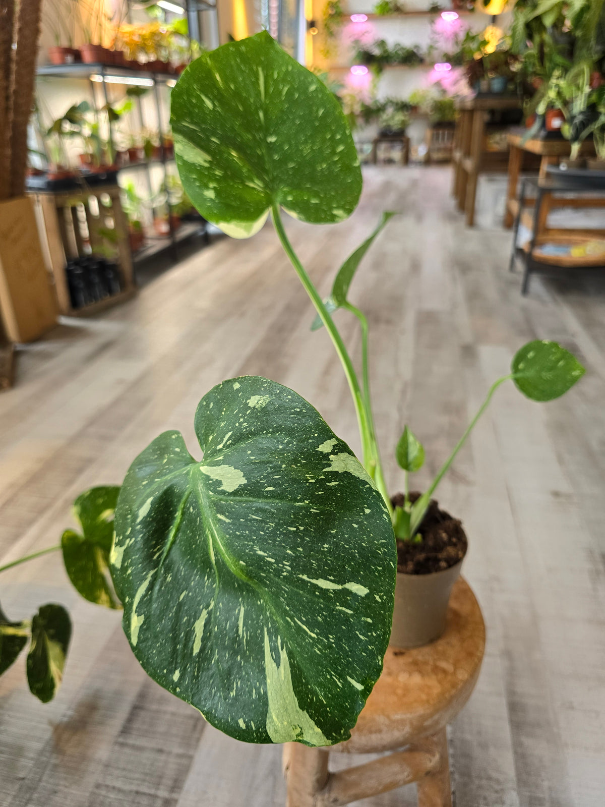Monstera Thai Constellation (SC)