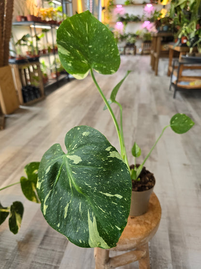 Monstera Thai Constellation (SC)