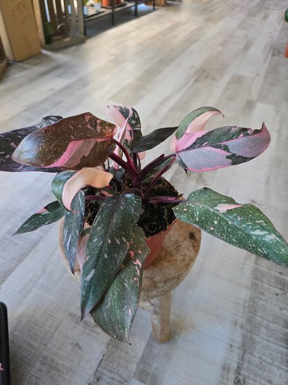 Philodendron Pink Princess Marble