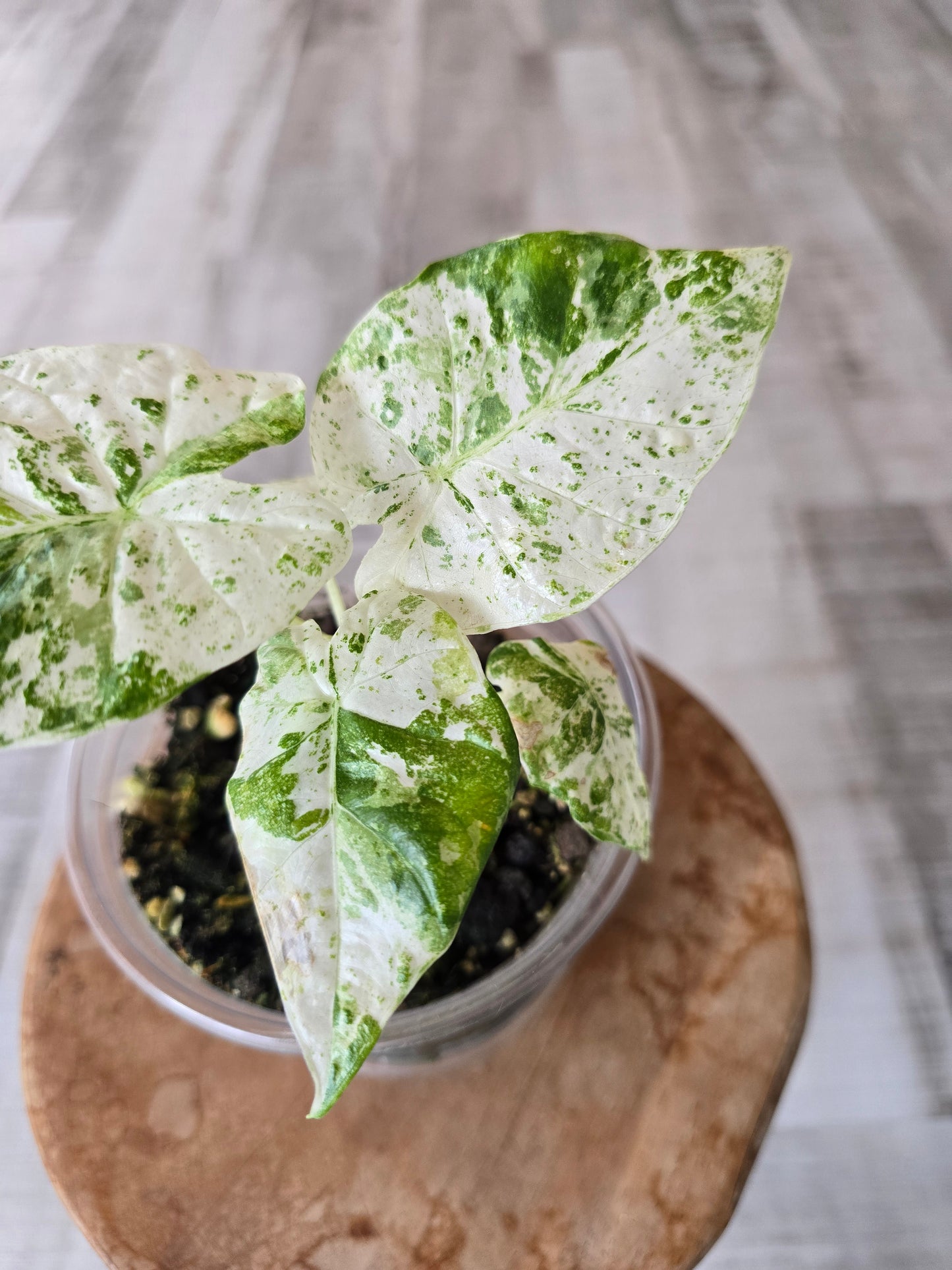 Alocasia Macrorrhiza Splash (JP1)