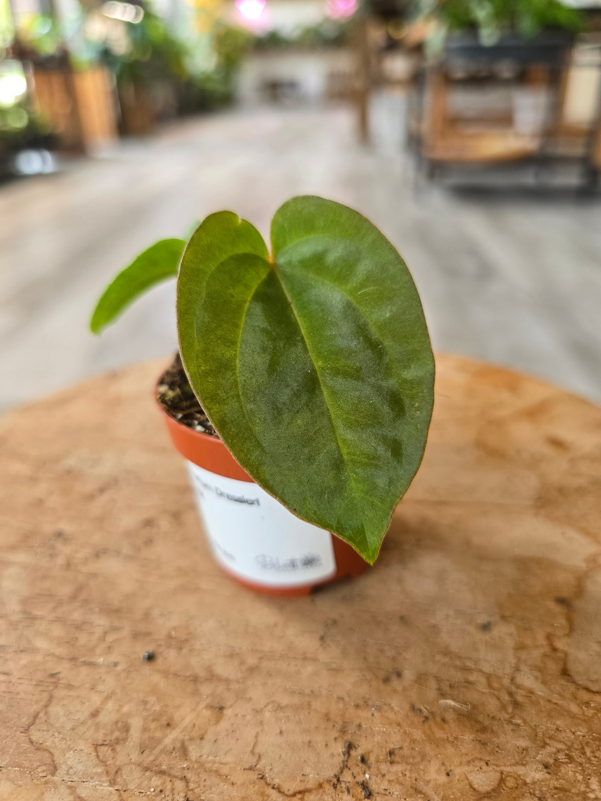Anthurium Dressleri
