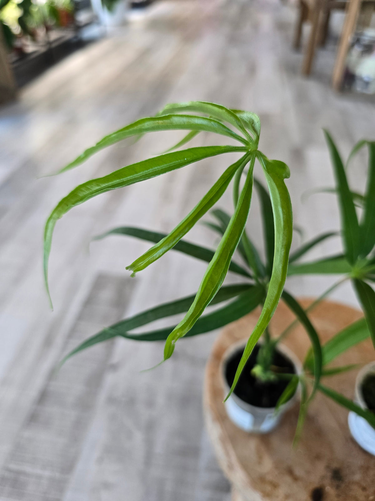 Amthurium Eminens