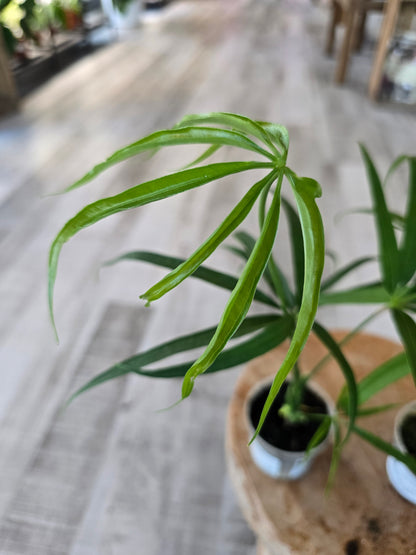 Amthurium Eminens