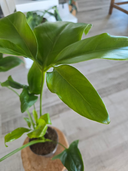 Philodendron ‘Fun Bun’