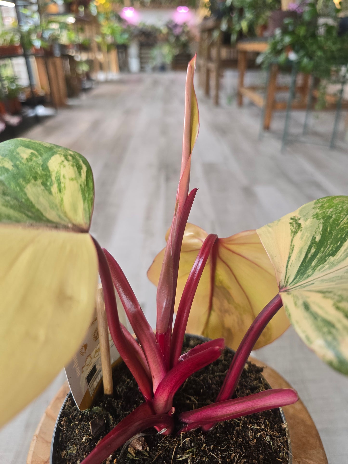 Philodendron Strawberry Shake (3)