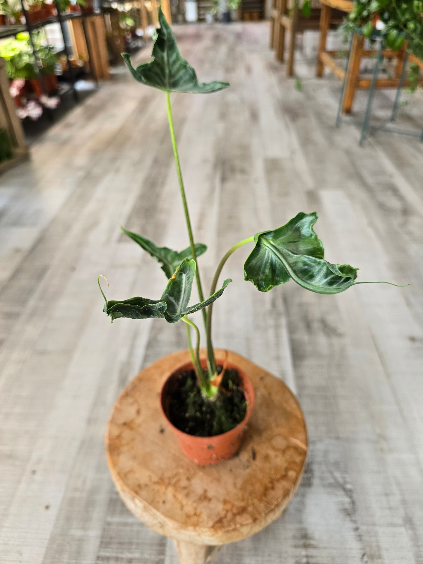Alocasia Teletubbies