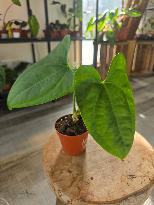 Anthurium sp Napo (LS 43)
