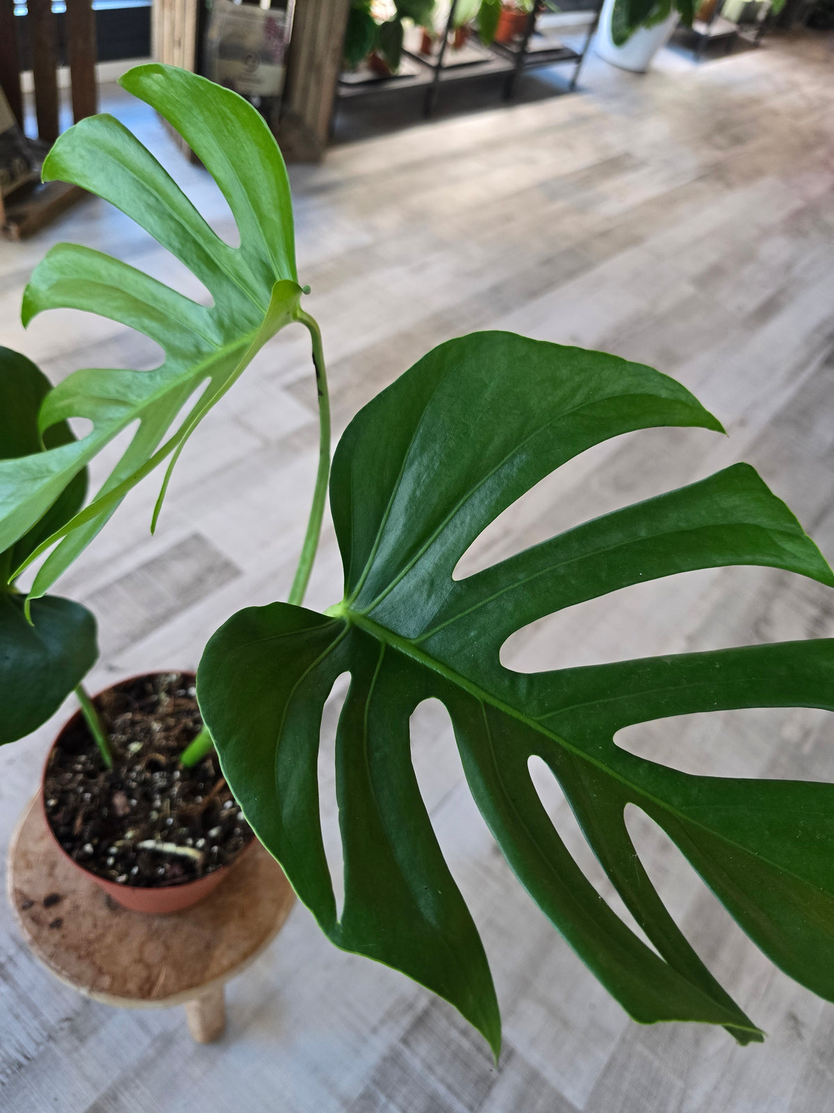 Monstera deliciosa 'Sierrana'