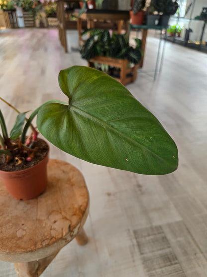 Philodendron Summer Glory (SC)