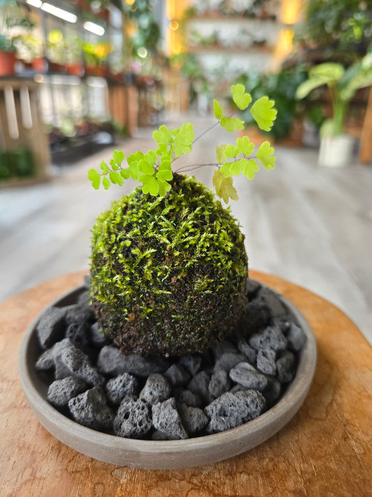 Frauenhaarfarn Kokedama
