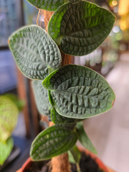 Rhaphidophora tenuis 'Silver'