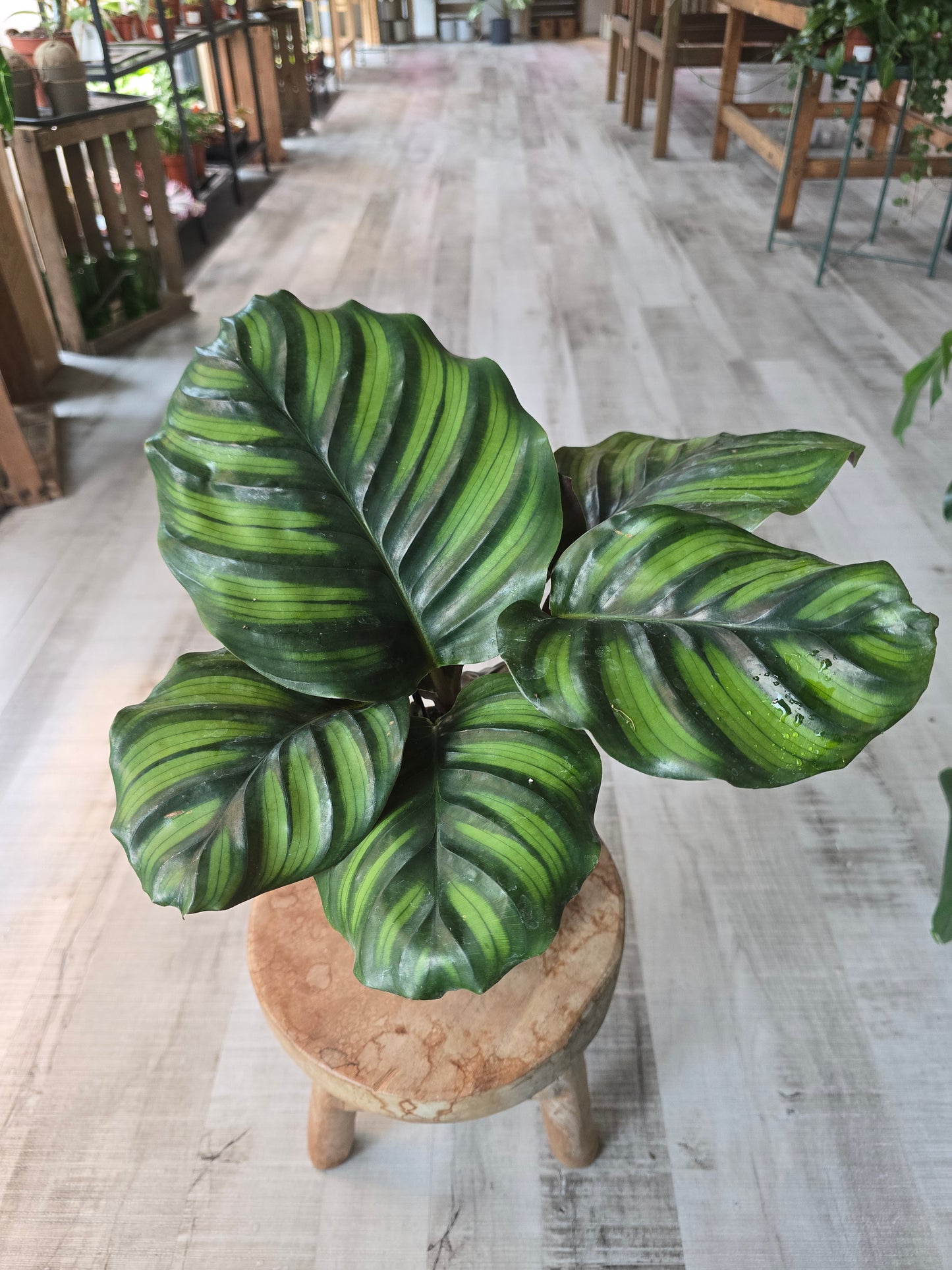 Calathea Fasciata