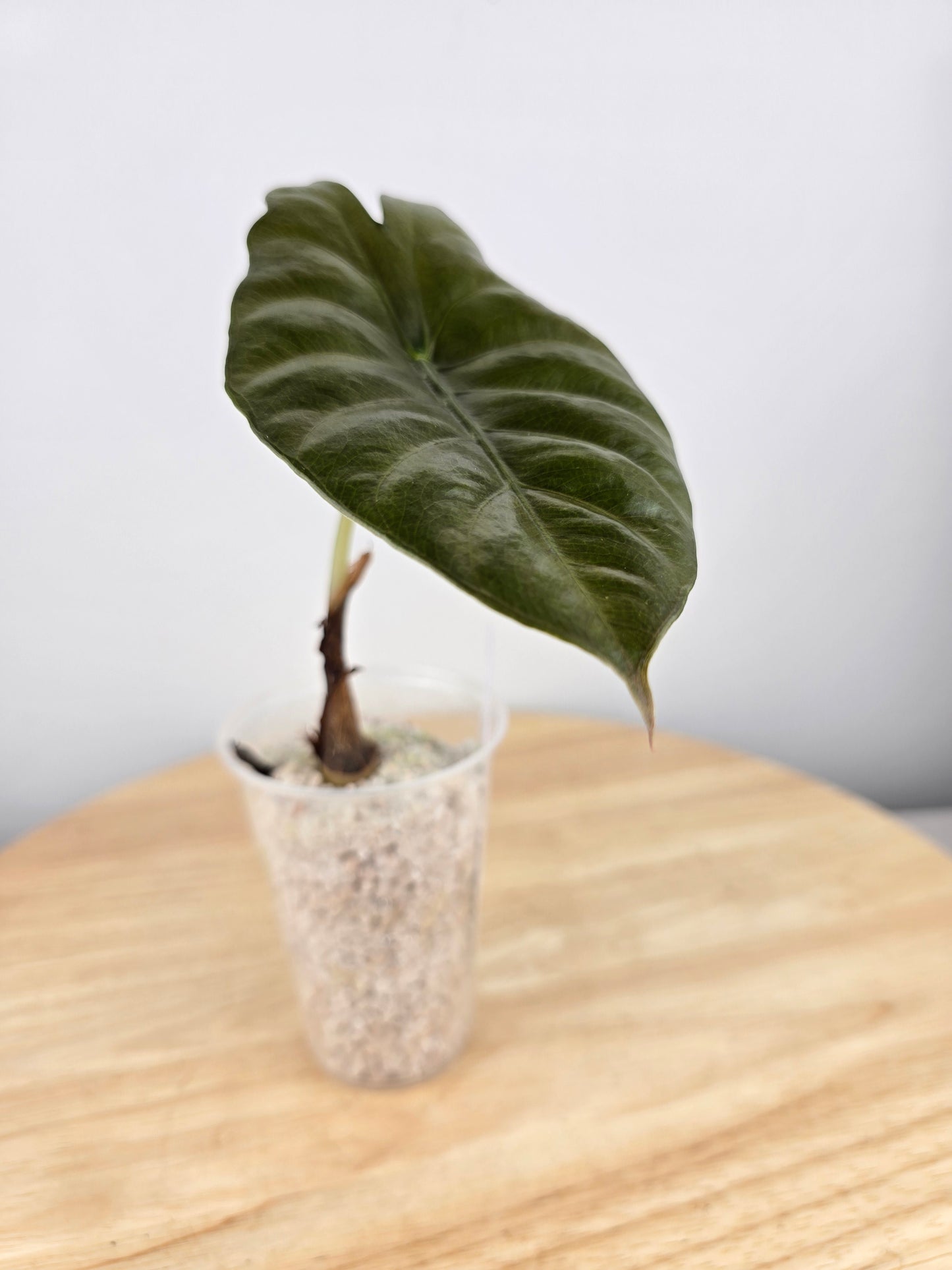 Alocasia chantrieri (JP)