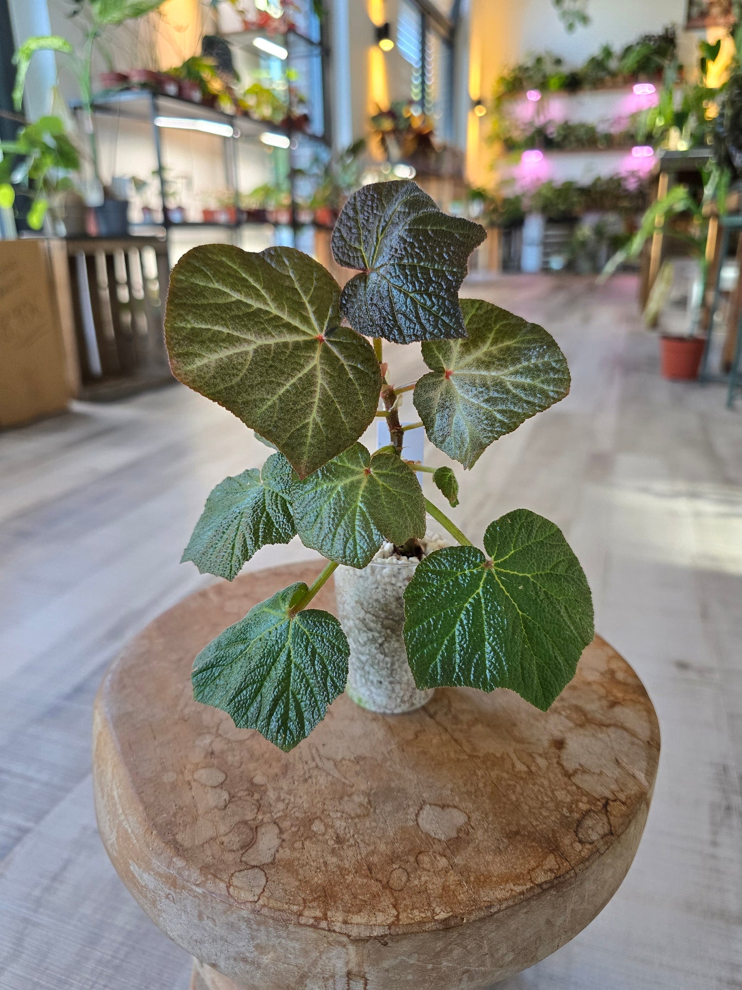 Begonia Boomer (RC4)