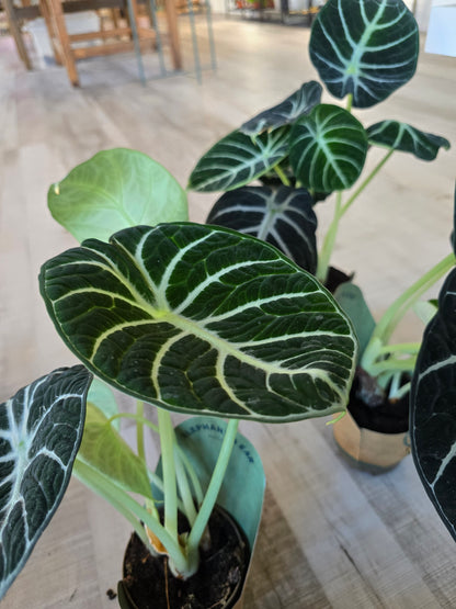 Alocasia reginula Ninja