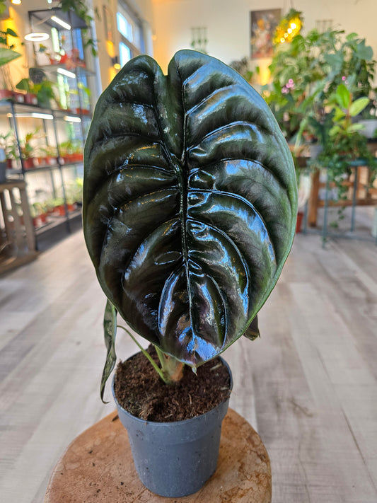 Alocasia Cuprea Red Secret