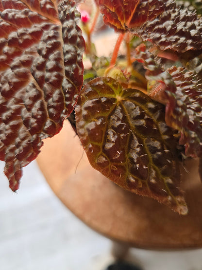 Begonia Ferox