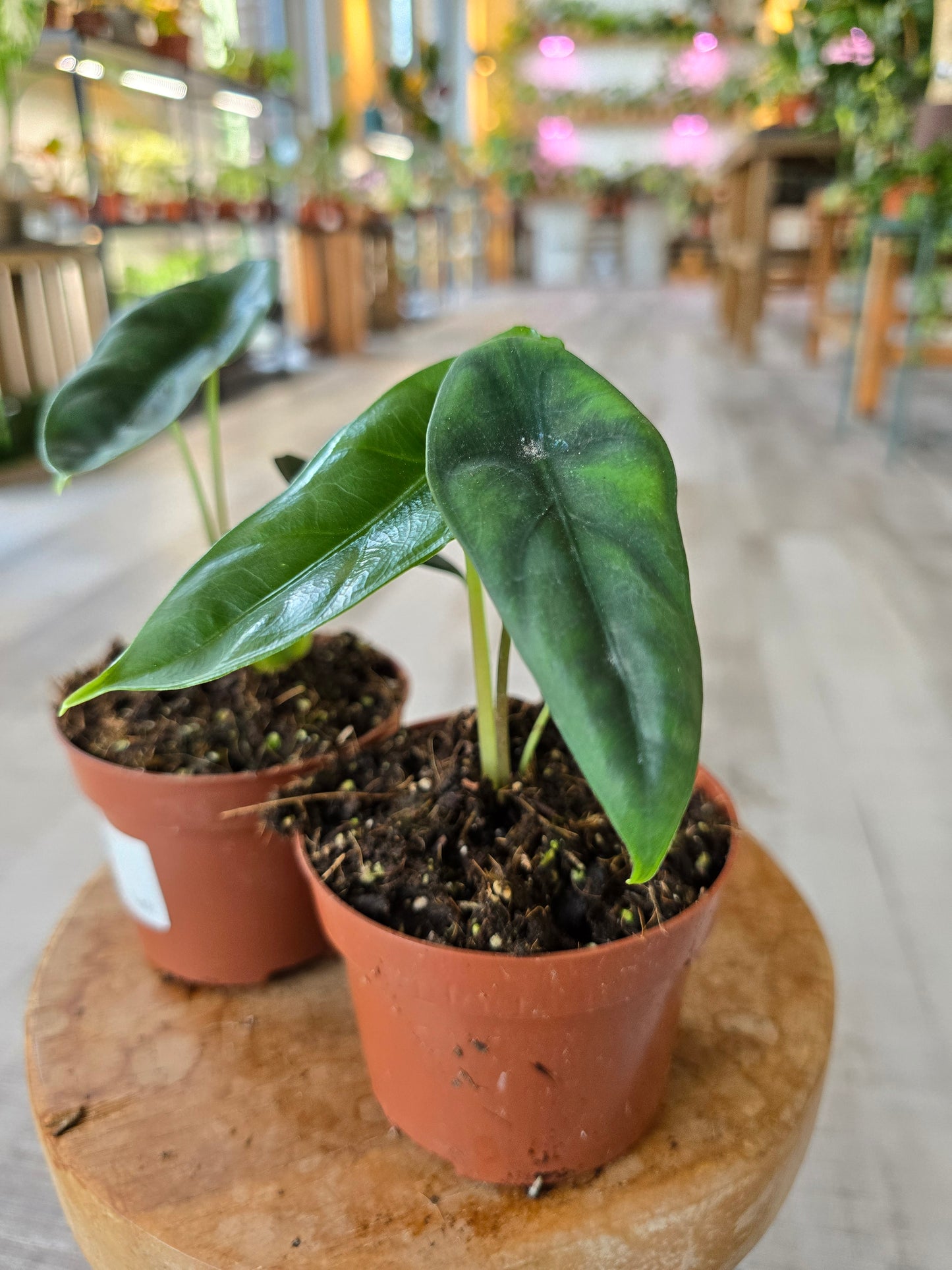 Alocasia Venusta