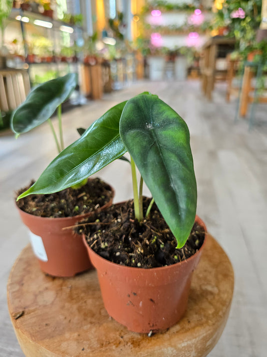 Alocasia Venusta
