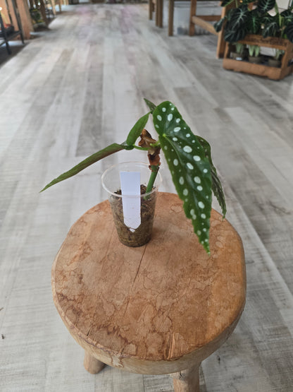 Begonia maculata (RC)