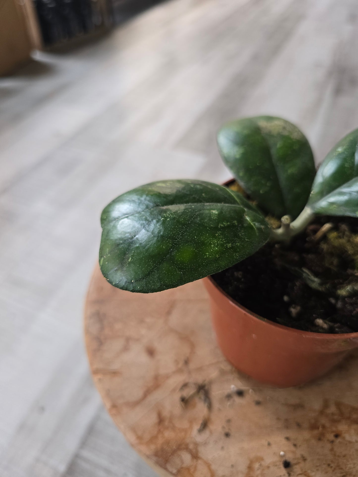 Hoya deykeae