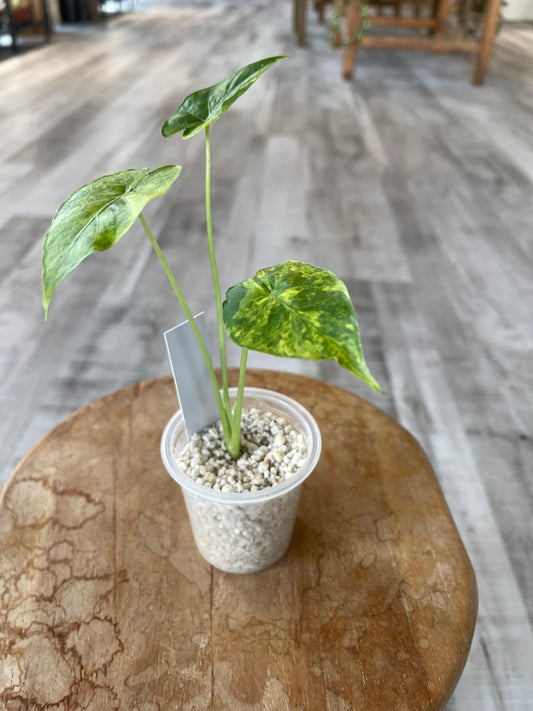 Alocasia Gageana Aurea (JP)