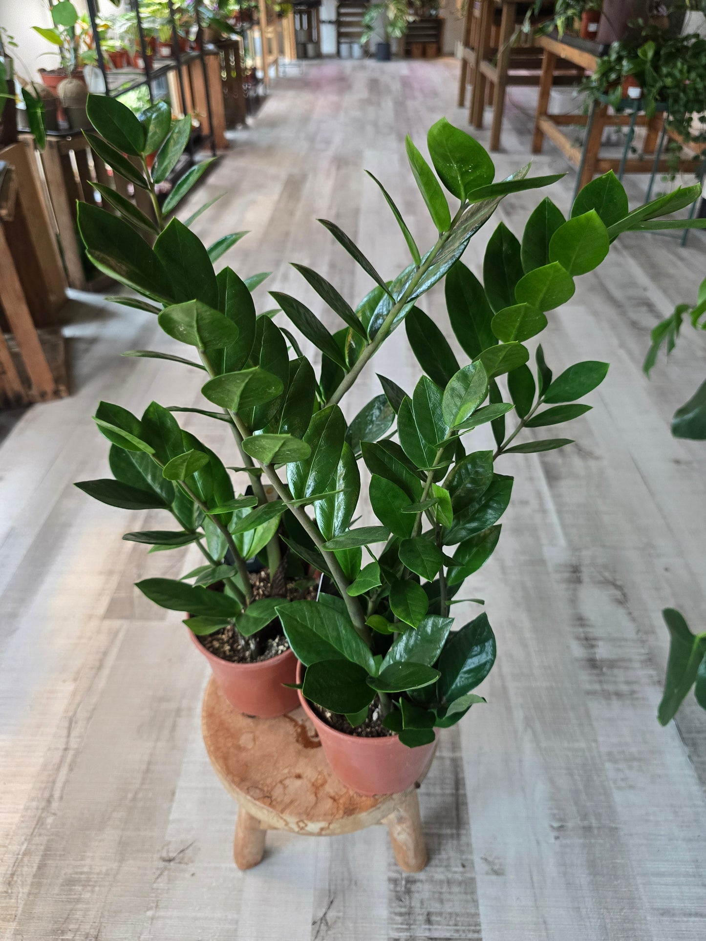 Zamioculcas zamiifolia