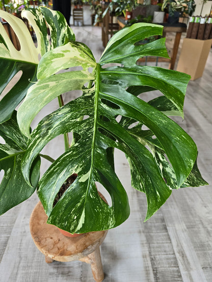 Monstera deliciosa variegata