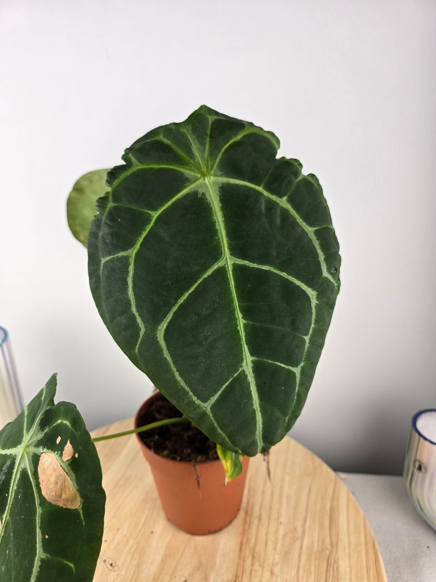 Anthurium forgetii x nigrolaminum gigi