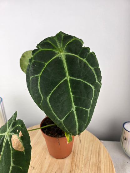 Anthurium forgetii x nigrolaminum gigi