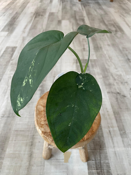 Syngonium Chiapense variegata (JP1)