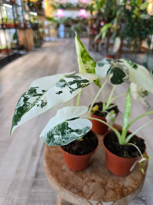 Alocasia Micholitziana 'Frydek variegata'