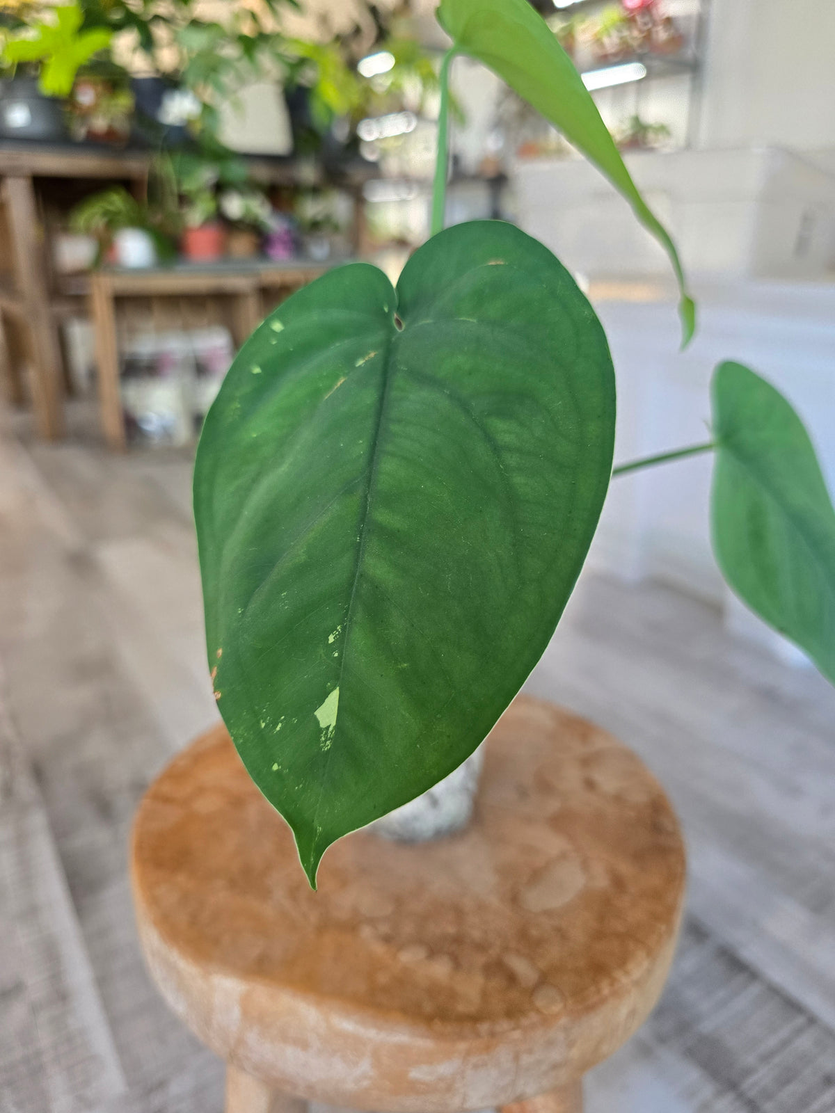Syngonium chiapense variegata (JP1)