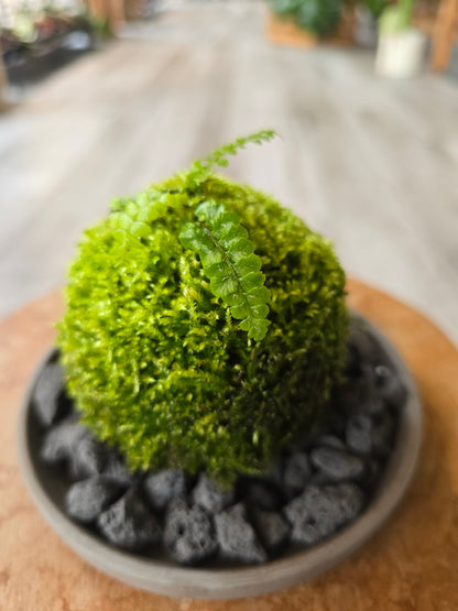 Japanese Tassel Fern (Polystichum polyblepharum)