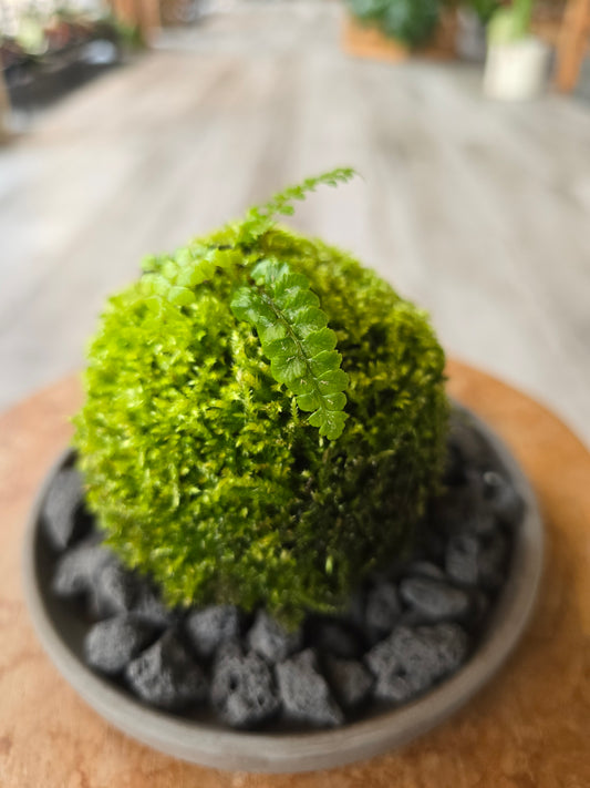 Japanischer Schildfarn (Polystichum polyblepharum)