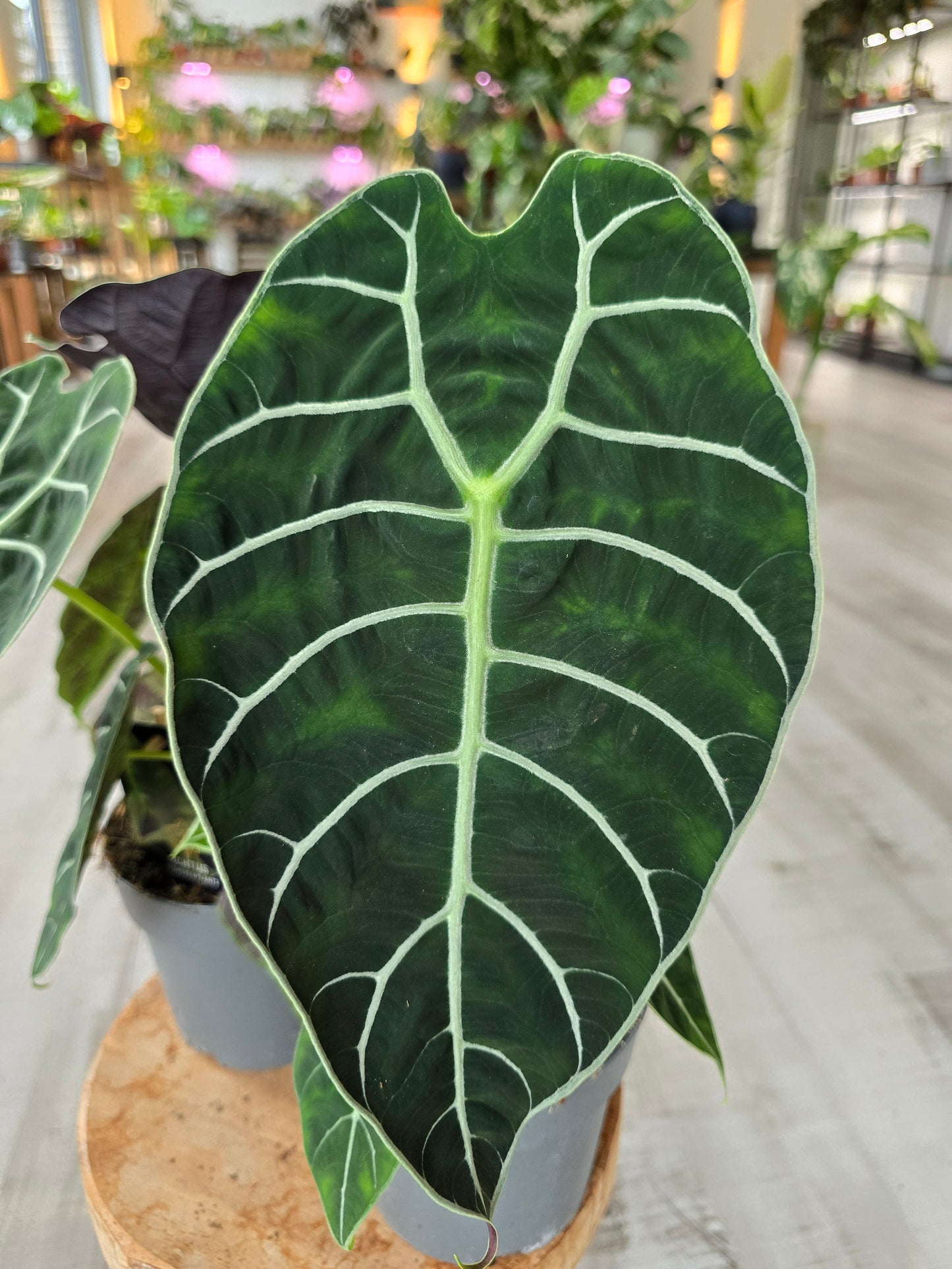 Alocasia Pride of Curup
