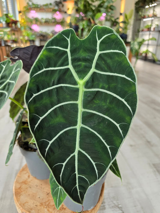 Alocasia Pride of Curup