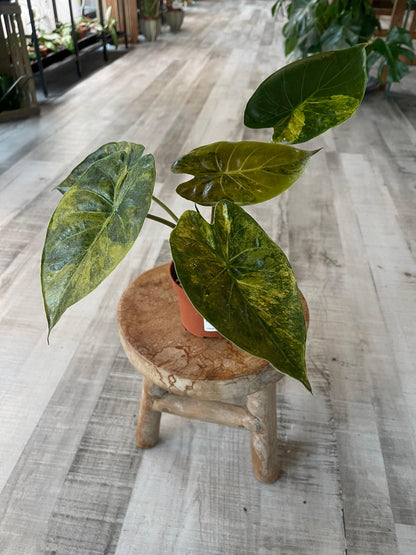 Alocasia wentii 'Aurea'