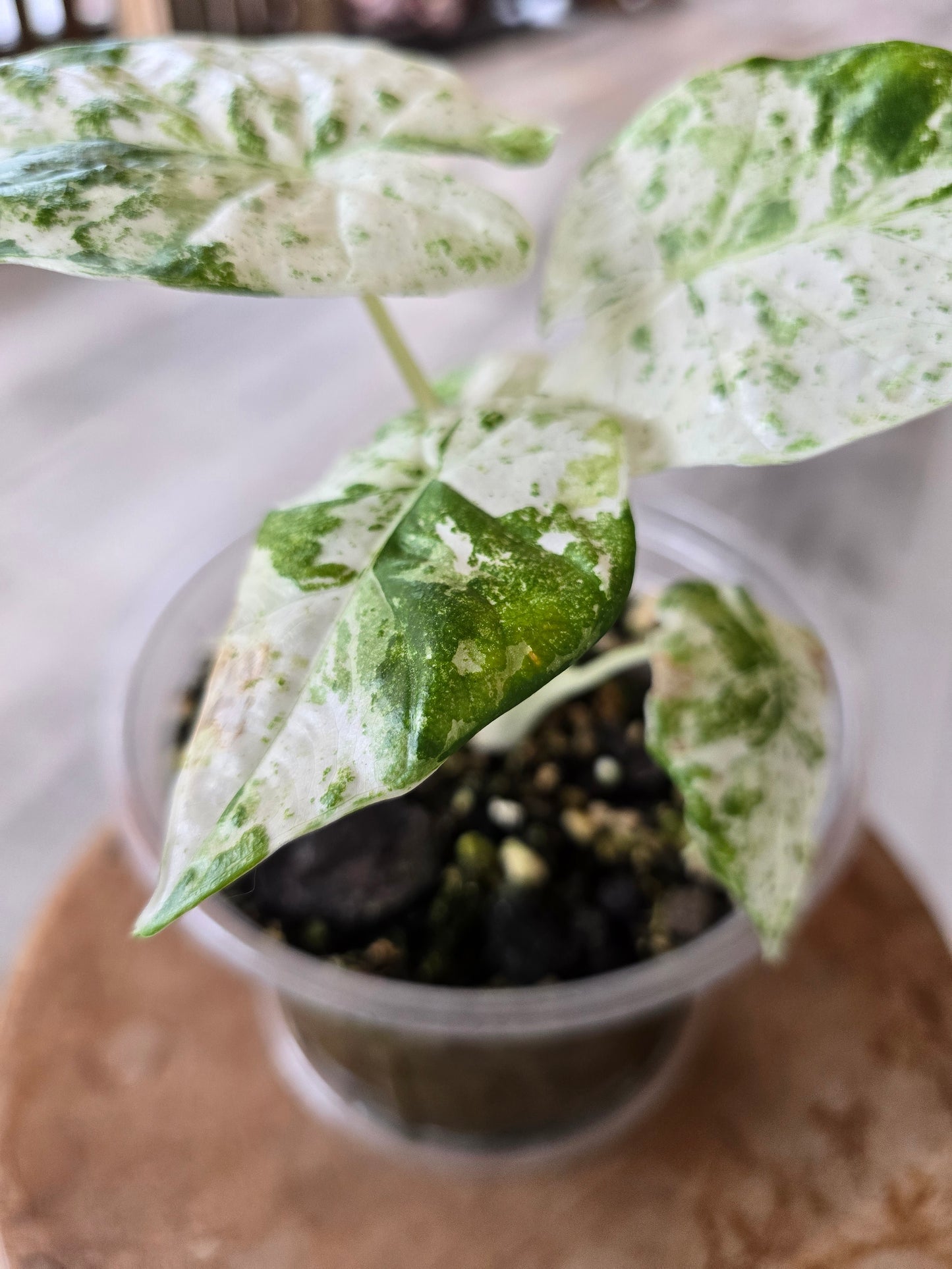 Alocasia Macrorrhiza Splash (JP1)