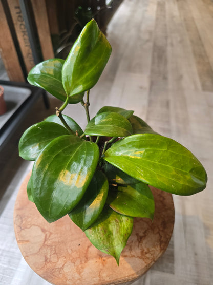 Hoya quinquenervia ‘Star of Madura’
