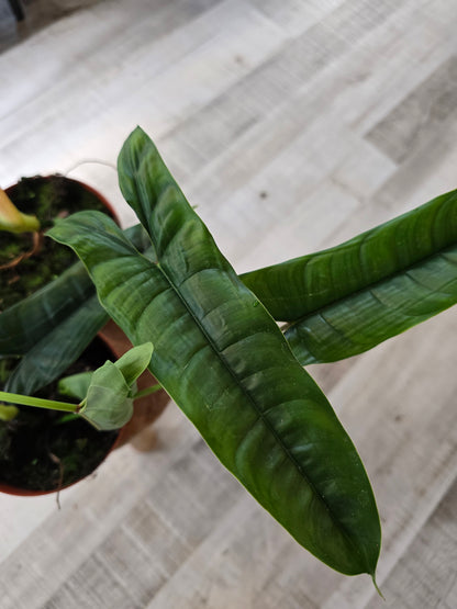 Philodendron Felix