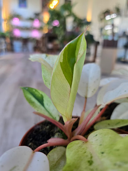 Philodendron 'Snowdrift'